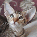 http://www.shimaya.ru/ru/?p=kittens